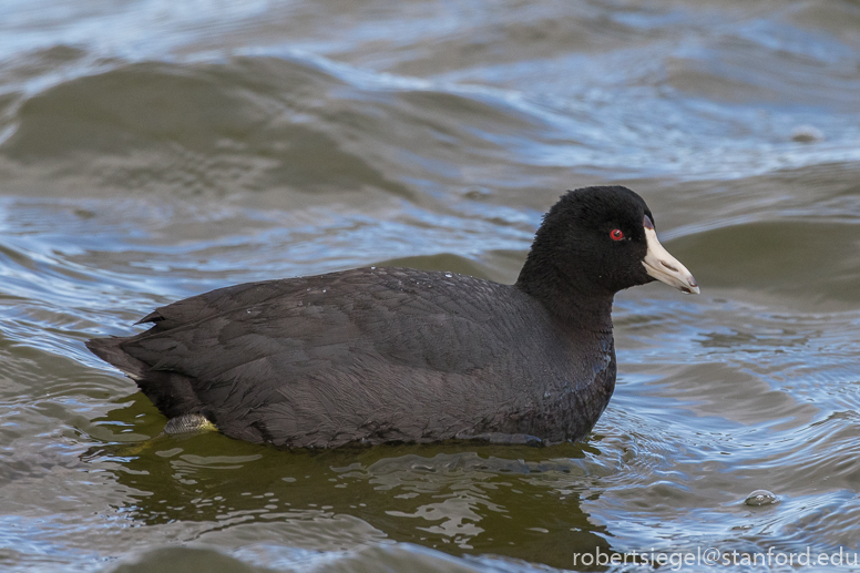 baylands